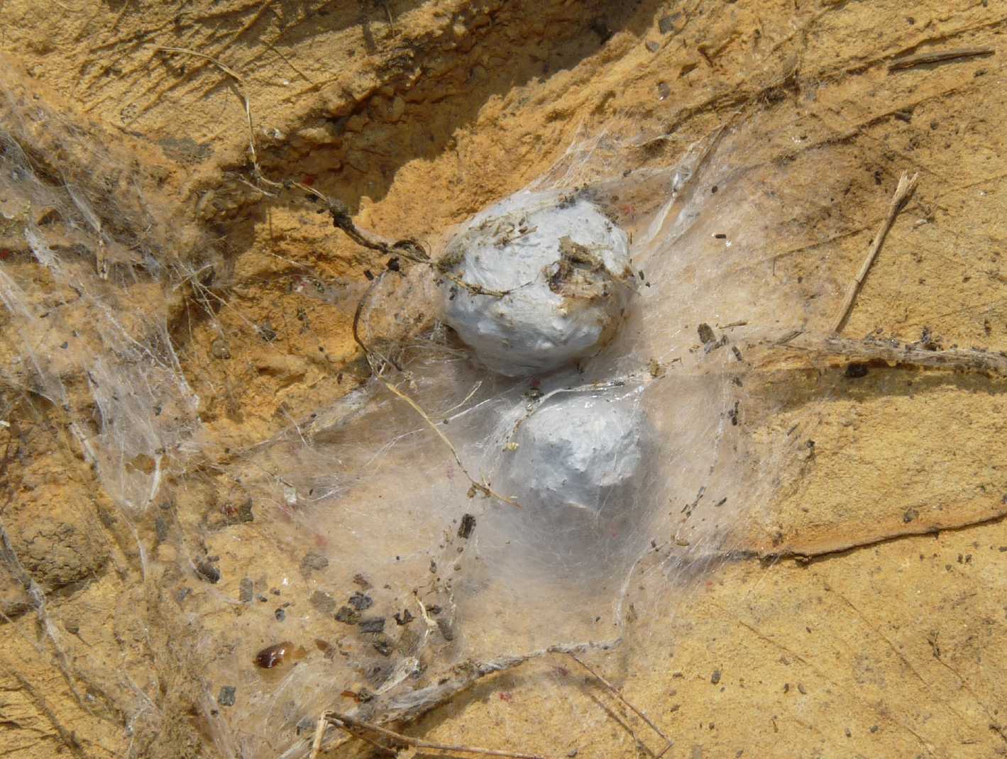 Agelenidae con ovisacchi